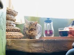 -猫猫幼稚园·撸猫·桌游·电玩