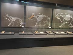 -北京周口店北京人遗址博物馆