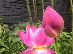 -老张烤羊(王哥庄店)