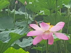 -莲池书院博物馆