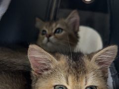 -动物缘宠物医院·骨科·猫科(西二环店)