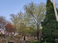 -桃花堤公园