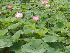 -西青郊野公园