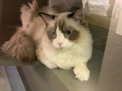 -猫大福·Fortune Cat猫舍(百子湾店)