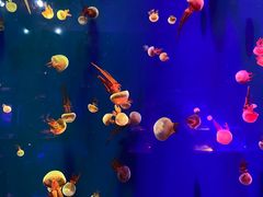 -成都浩海立方海洋公园