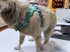 -北京观赏动物医院·24小时大型综合·猫专科·异宠专科