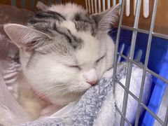 -纳吉亚猫专科动物医院·北北分院