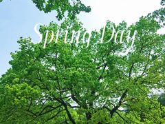 -上海共青森林公园