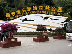 -西双版纳原始森林公园