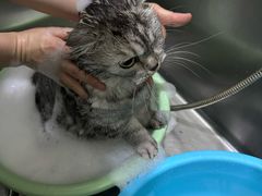 -福懋动物医院·犬猫全科·外科·重症科(杏林分院)