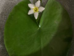 -中环花鸟鱼虫市场