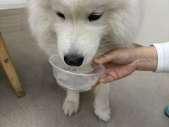 -凯瑞希宠物医院·狂犬免疫·微创·皮肤科