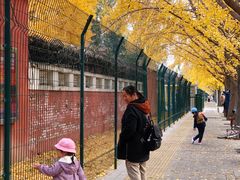 -三里屯东五街银杏大道