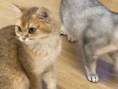 -有喵·猫咖·狗咖·30几只猫10只小狗(岗厦店)