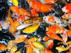 -南宫五洲植物乐园