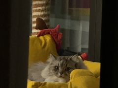 -瑞派康怡24h宠物医院·犬猫医疗中心·微创绝育(瑞景分院)