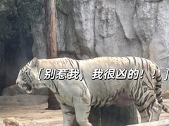 -灵玲国际马戏城