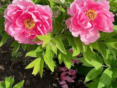 -黑龙江省森林植物园