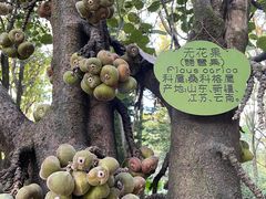 -云南勐巴娜西珍奇园