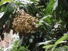 -佛有缘素食馆·荔湾老字号(陈家祠首店)
