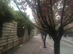 -嘉定紫藤园