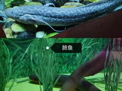 -上海海洋水族馆