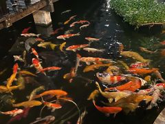 满湖锦鲤-猪肉婆私房菜(容桂总店)