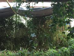-慢丽江·云南野生菌土鸡锅(付家庄店)