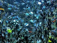 -海合安青岛极地海洋公园