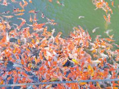 -郑州中国绿化博览园