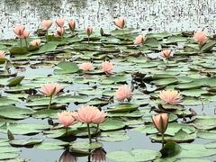 -白鹭湾湿地公园