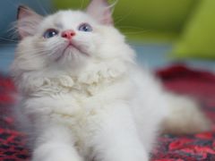 -Bastet sally猫舍购宠(静安店)