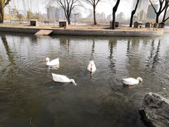 -莲花池公园