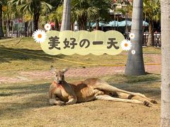 -灵玲国际马戏城