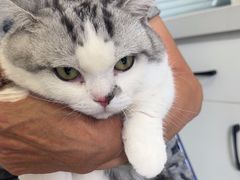 -瑞派福兴宠物医院犬猫全科·骨科·中西医结合(河东店)