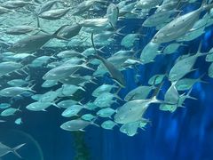 -上海海洋水族馆