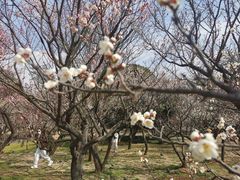 -无锡梅园公园