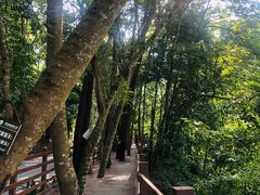 -西双版纳原始森林公园