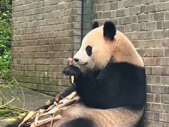 -都江堰中华大熊猫苑