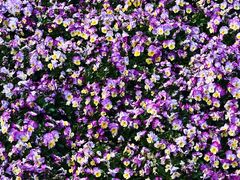 -徐家汇源景区-衡山公园