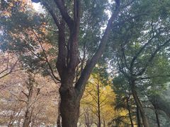-龙头寺公园