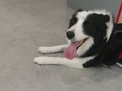 -伟伟宠物医院·CT影像中心·瑞派犬猫综合性门诊(汉口总院)
