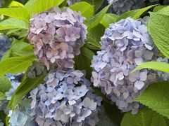 -沈阳植物园
