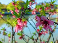 -八大山人梅湖景区
