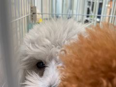 -萌兽医馆·眼科·异宠专科(三里屯店)