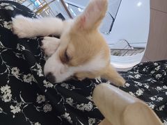 -柴犬小屋·柴餐厅·狗咖食堂(金鼎广场店)