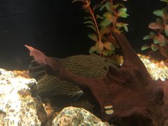 -暹罗海洋世界