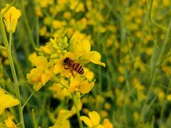 -光明小镇欢乐田园