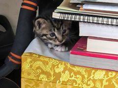 -天使宠物医院·犬猫分诊(彩虹店)