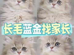 -lincat·猫舍(广州店)